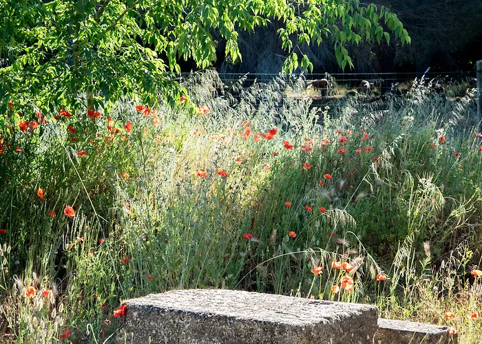 Hotel Soko Hotels-pont Du Gard 4*